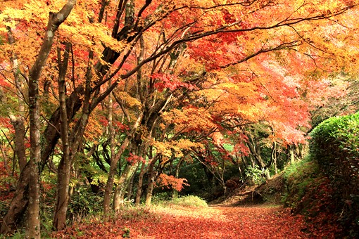 紅葉トンネル