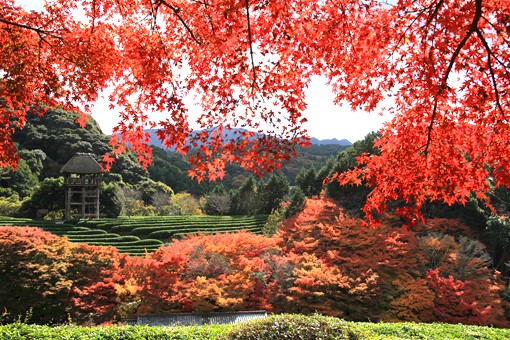 茶畑の上から